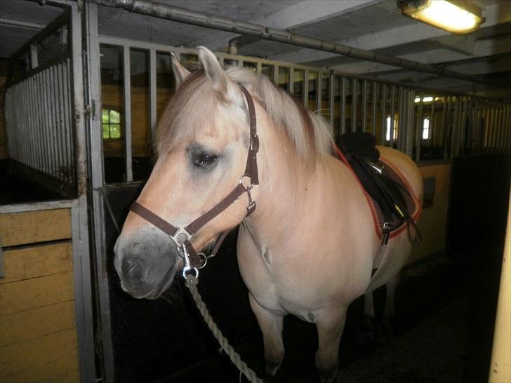 Fjordhest Gazall Tyler *Himmelhest d. 13/9 2011* - Næsten klar til en lille ridetur... billede 5