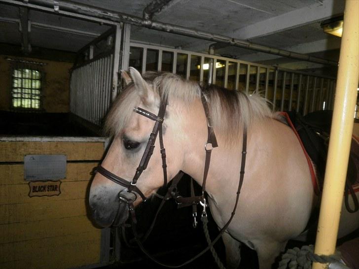 Fjordhest Gazall Tyler *Himmelhest d. 13/9 2011* - Så fin med nyt hovedtøj.. billede 6