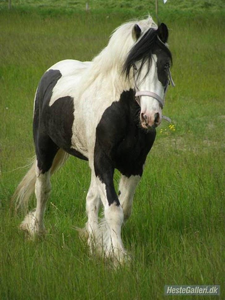 Irish Cob Willie McLeod Skovbo (Bas) - Hingstebassen :) billede 7