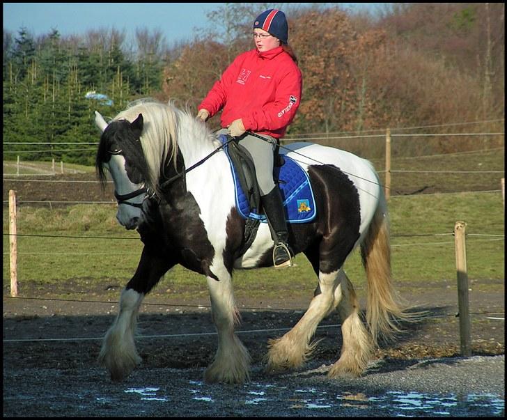 Irish Cob Willie McLeod Skovbo (Bas) - Dressur, 09 :) billede 8