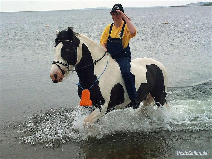 Irish Cob Willie McLeod Skovbo (Bas) - Fra ringridning 2010 :D billede 9