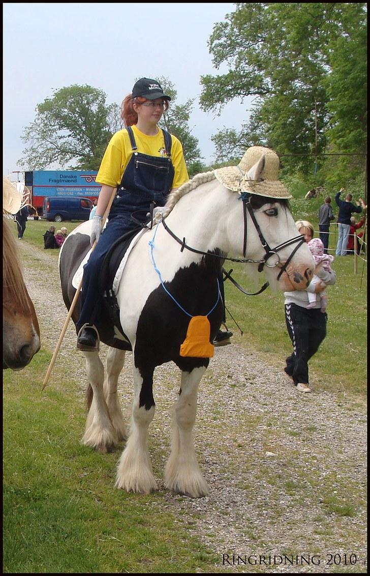 Irish Cob Willie McLeod Skovbo (Bas) - Fra ringridning 2010 :D billede 10