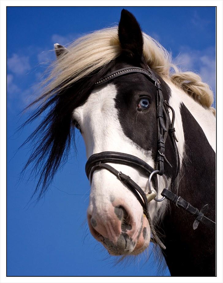 Irish Cob Willie McLeod Skovbo (Bas) - Taget af Ulla 09 :) billede 13