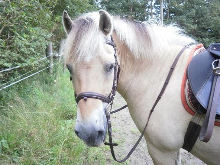 Fjordhest Gazall Tyler *Himmelhest d. 13/9 2011* - Er du snart færdig så vi kan komme i gang?? billede 7