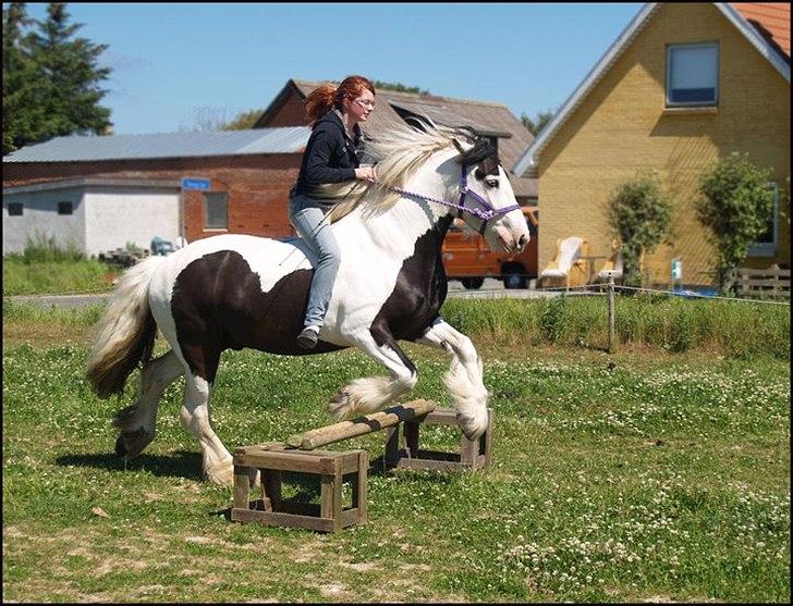 Irish Cob Willie McLeod Skovbo (Bas) - Fordi vi kan <3 billede 14