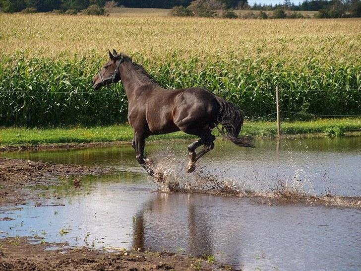 Dansk Varmblod Monique af Ommestrup - Vandhesten august 2010, taget af Pernille :D billede 7