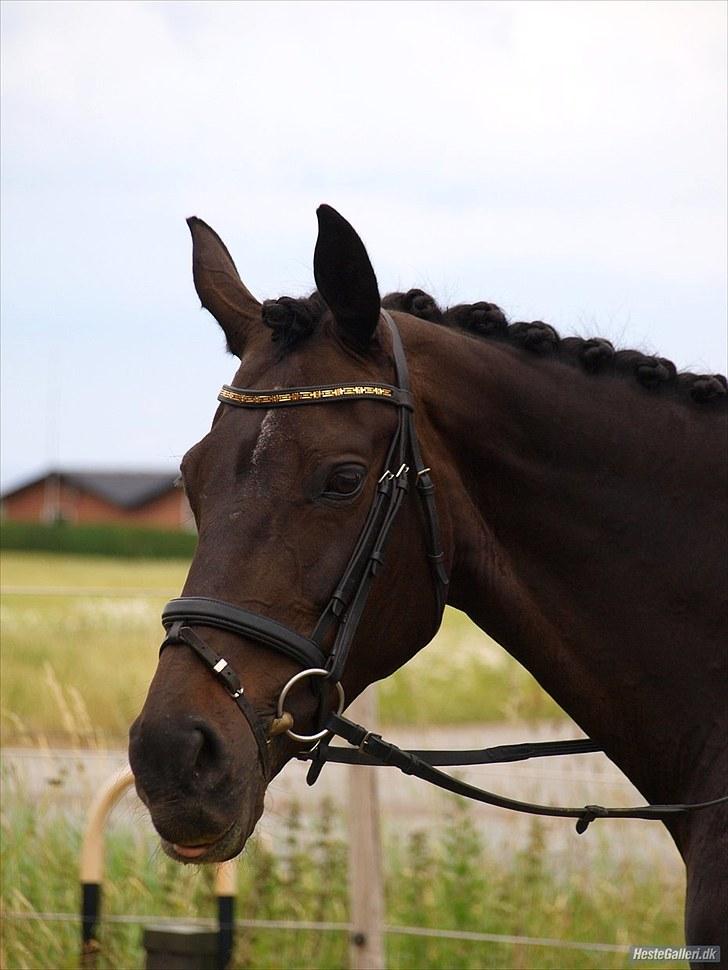 Dansk Varmblod Monique af Ommestrup - Stævne i Tødsø :) billede 3