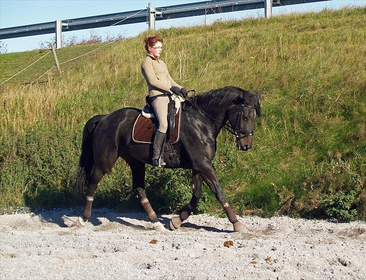 Dansk Varmblod Monique af Ommestrup - 2. gang jeg rider hende efter pause :) 29 sep. 10 billede 8