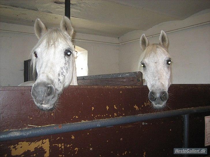 Anden særlig race Gimli - Den foreste pony er Gimli :D billede 3