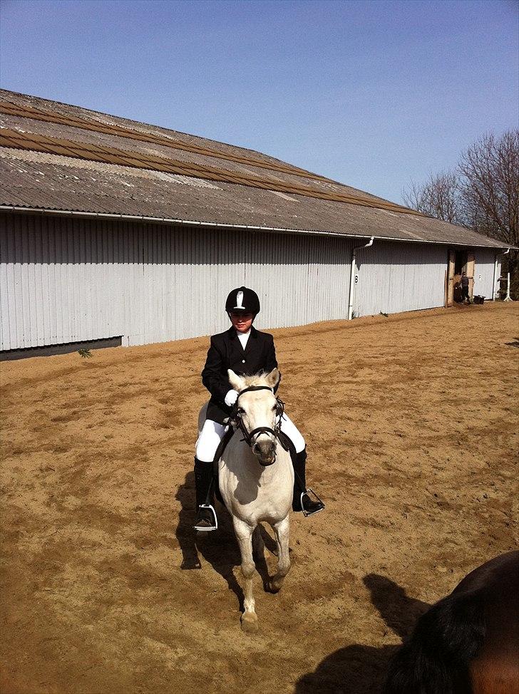 Anden særlig race Gimli - Opvarming inden jeg skal ind og ride LD2. D.10/4.11. billede 5