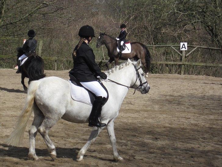 Anden særlig race Gimli - Mig og Gims<3 billede 8