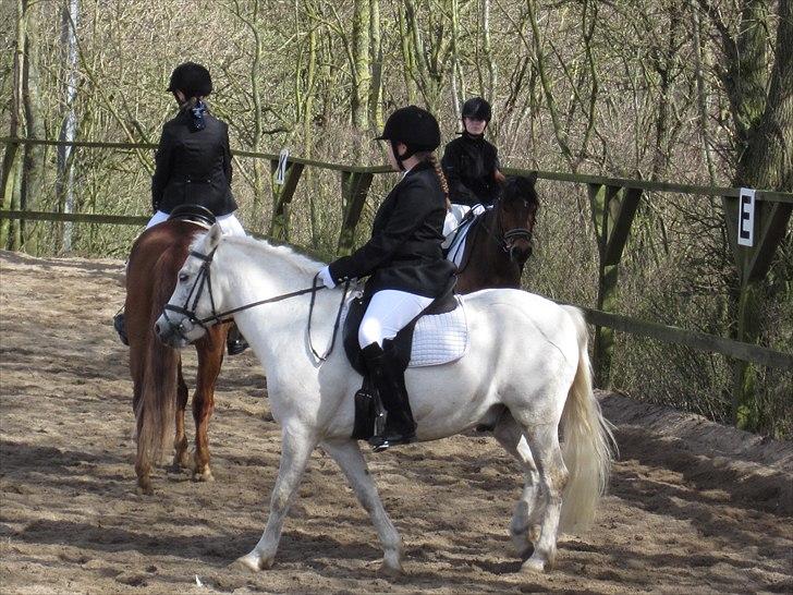 Anden særlig race Gimli - Opvarming, Stævne på RVF D.10/4-11, Gimse <´333 billede 13