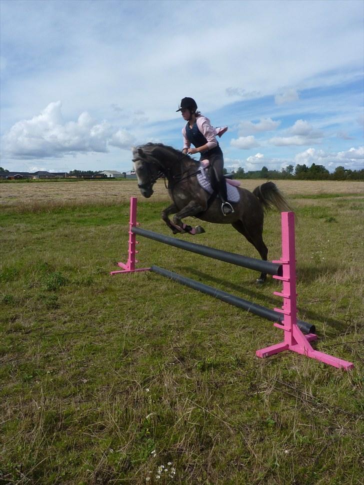 Arabisk fuldblod (OX) Cassie OX billede 13