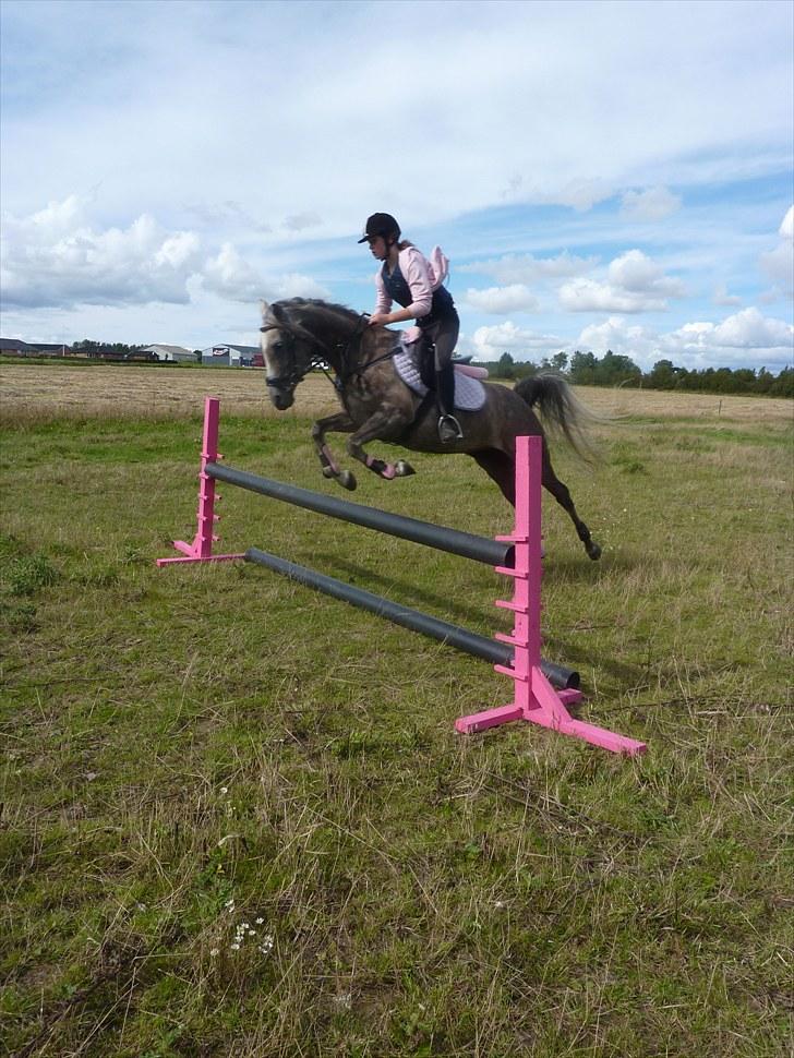 Arabisk fuldblod (OX) Cassie OX billede 4