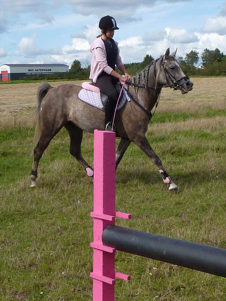 Arabisk fuldblod (OX) Cassie OX billede 7