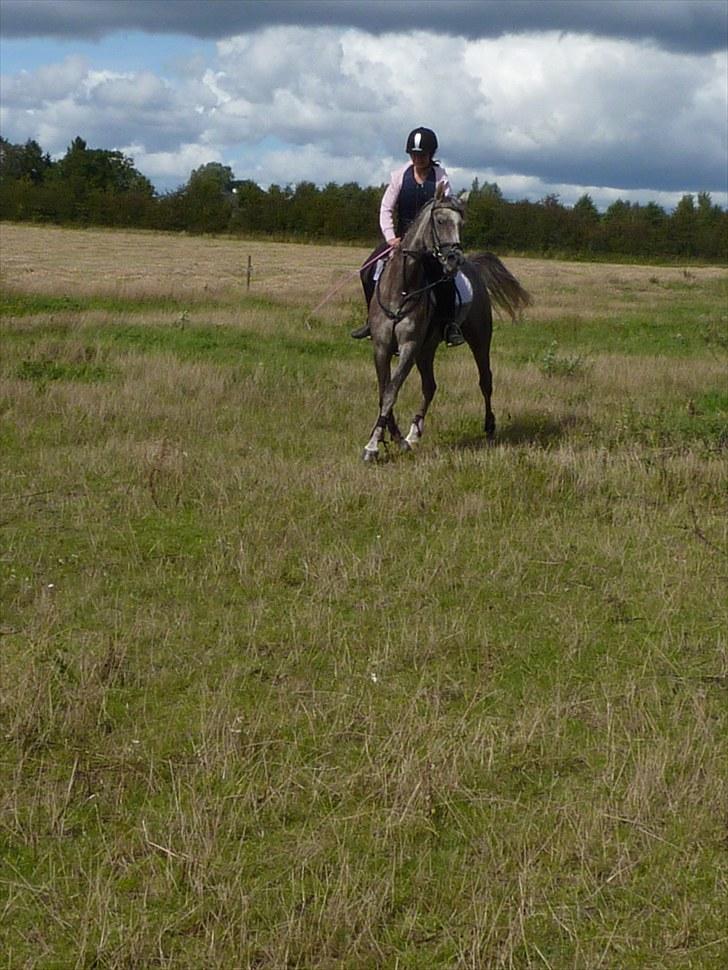 Arabisk fuldblod (OX) Cassie OX billede 14