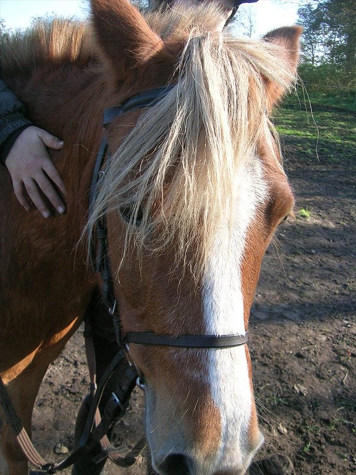 Anden særlig race Blis R.I.P - tøse snak med Blis billede 2