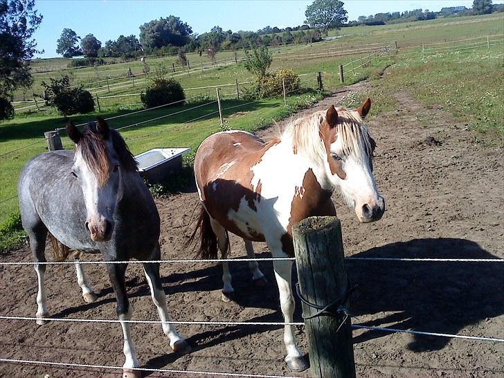 DSP Lundehuset's Helios - ham og hans bror helios er 2 og hidalgo er 3 år billede 10