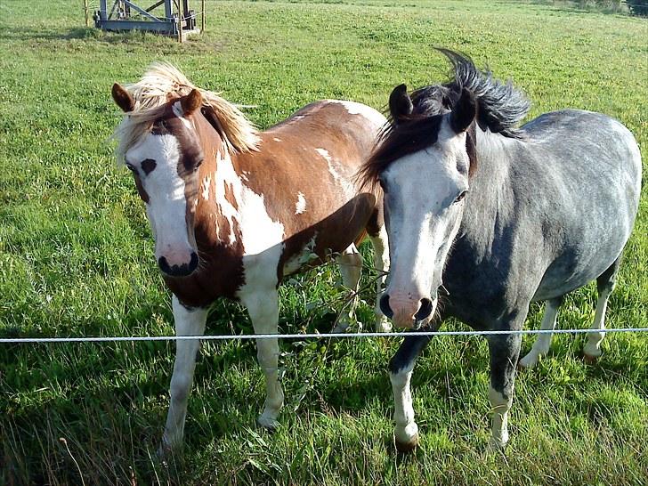 DSP Lundehuset's Helios - Lille bror der står med strore bror
 Helios 3 år Hidalgo 4 år billede 11