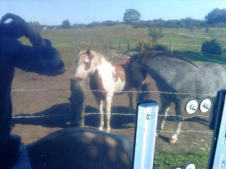 DSP Lundehuset's Helios - Lile bror og store bror billede 12