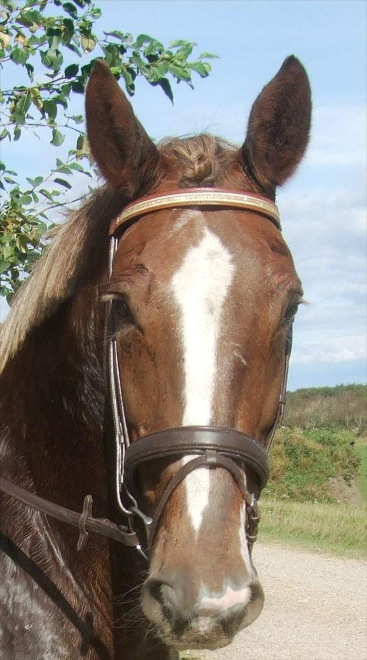 Anden særlig race Coco *R.I.P.* dejlige hest - Min smukke Coco... billede 16