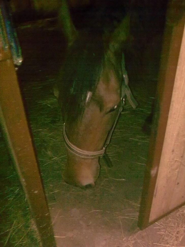 Welsh Cob (sec D) Donnovan - solgt - 3. september 2010 billede 14