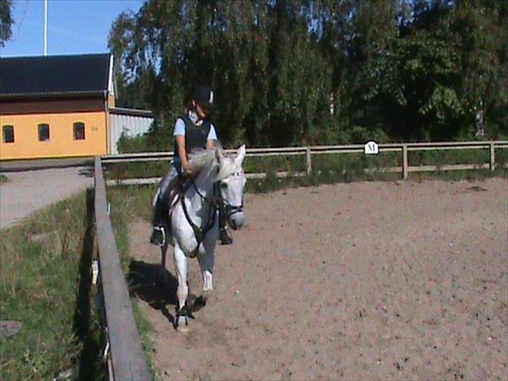 Welsh Pony (sec B) Lyngvejens Eliza (SOLGT) Savnet ? - jeg havde svært ved at stole på dig i starten, men nu kan jeg ikke andet<3  billede 4