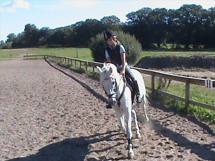 Welsh Pony (sec B) Lyngvejens Eliza (SOLGT) Savnet ? - Vi startede nemt og sluttede svært. <3 du gav mig udfordring og kærlighed. LOVE YOU. <3<3  billede 2