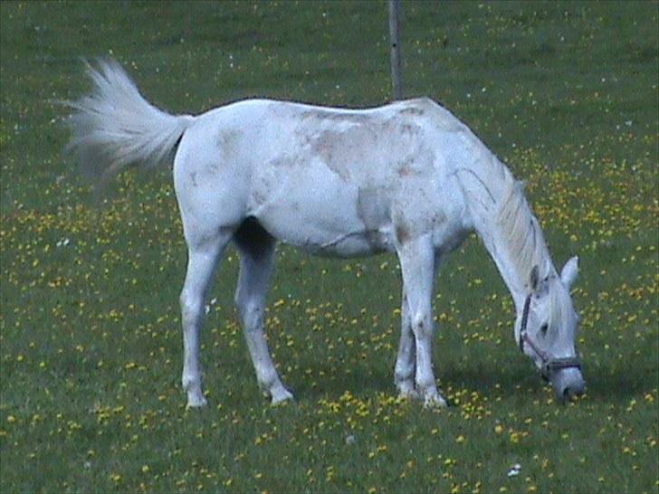 Welsh Pony (sec B) Lyngvejens Eliza (SOLGT) Savnet ? - Jeg forstår ikke at jeg bare kørte hjem når jeg var færdig, i stedet for at hygge med dig. <3  billede 6