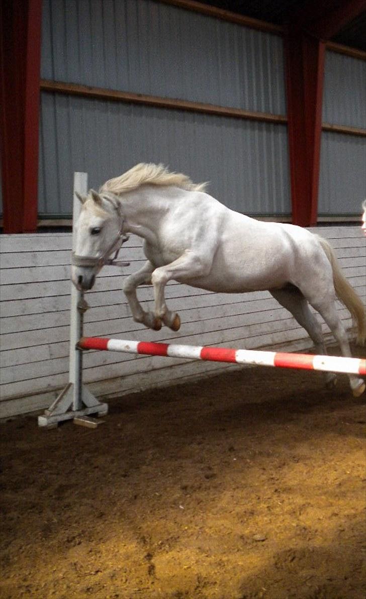 Anden særlig race Andrea billede 12