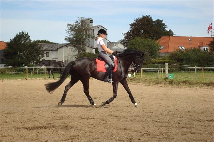 Dansk Varmblod Fergie Vedstedholm - 4. september - Dressurkursus ved Kurt Christensen billede 19