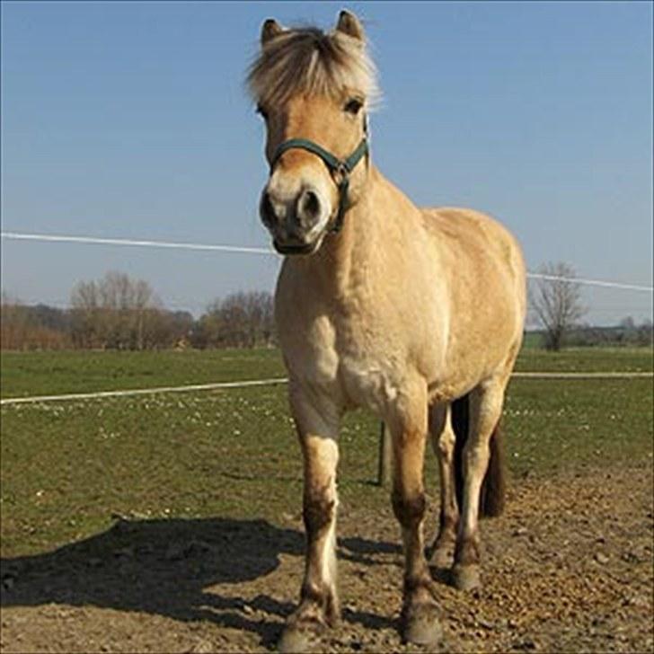 Fjordhest Herman - GL. PART - Det var så Herman´s profil<3 Lig gerne en bedømmelse + kommentar på vejen<3<3 :) billede 13