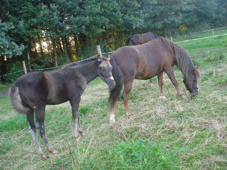 Anden særlig race Bøgelund´s Spirit  - smukke Spirit med lidt rest af følpelsen. 10 uger gl billede 6