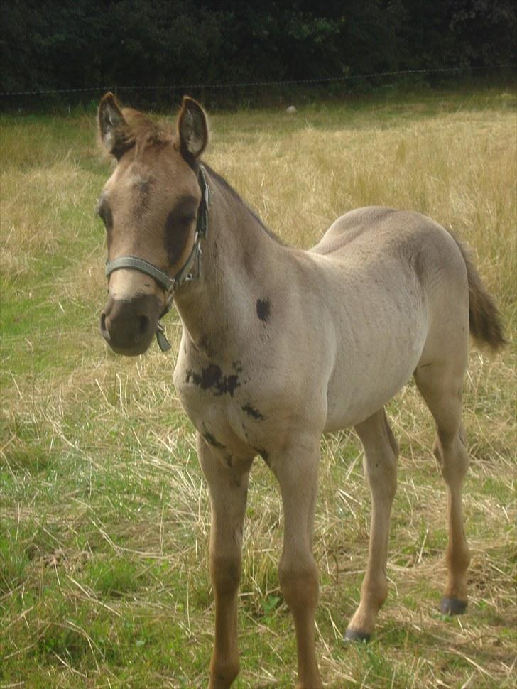 Anden særlig race Bøgelund´s Spirit  - spirit 1 måned gammel. august 2010.. Er begyndt at skifte farve.. billede 20