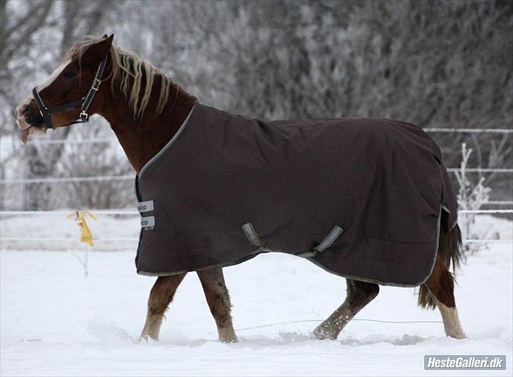 Welsh Pony af Cob-type (sec C) Fjordglimt Mr. George - Smukke dreng! Foto Mig billede 9