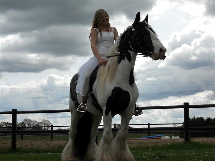 Irish Cob Elvis billede 4