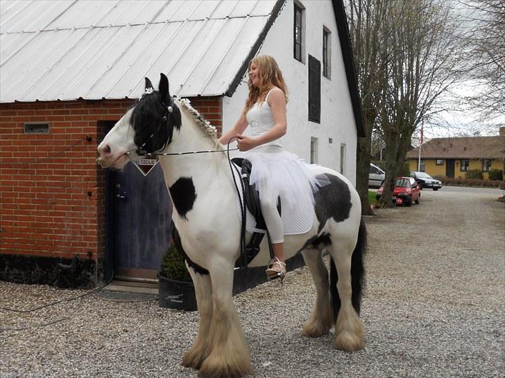 Irish Cob Elvis billede 5