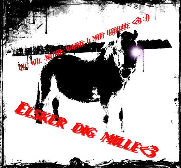 Fjordhest mille - min elskede skat  billede 19