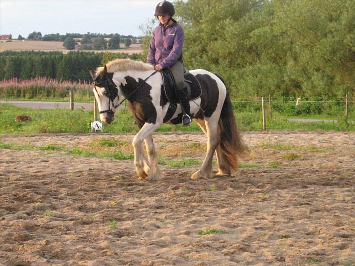 Tinker LL. Mølgårds Mc Phee/ Fie billede 4