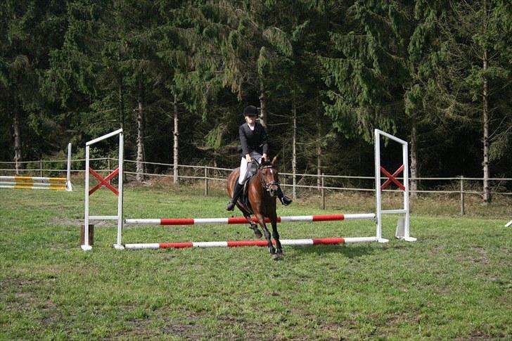 New Forest Bakkegårdens Pink Aline  - 11*her springer charlotte madsen på pinky til stævne billede 11