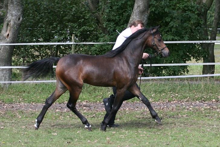 Welsh Pony (sec B) Barnhoeve's Beau (Bøv) - 4. september 2010: Jysk føl- og plagskue i Nr. Snede billede 11