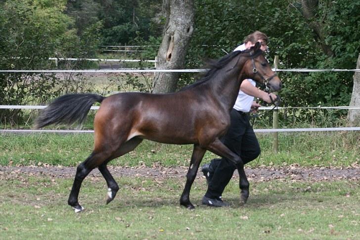 Welsh Pony (sec B) Barnhoeve's Beau (Bøv) billede 12