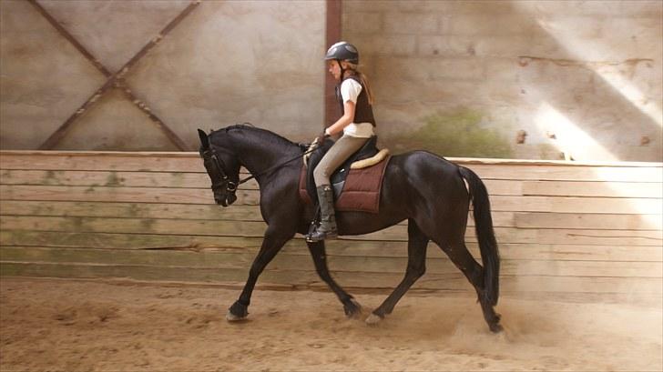 Welsh Cob (sec D) Knockilla Tamara <3 R.I.P - her rider vi lidt dessu undervisning undskyld hvordan jeg sidder, men er taget lige dajeg sætter mig ned i nedsidning ved det ikk ser så godt ud :D  billede 1