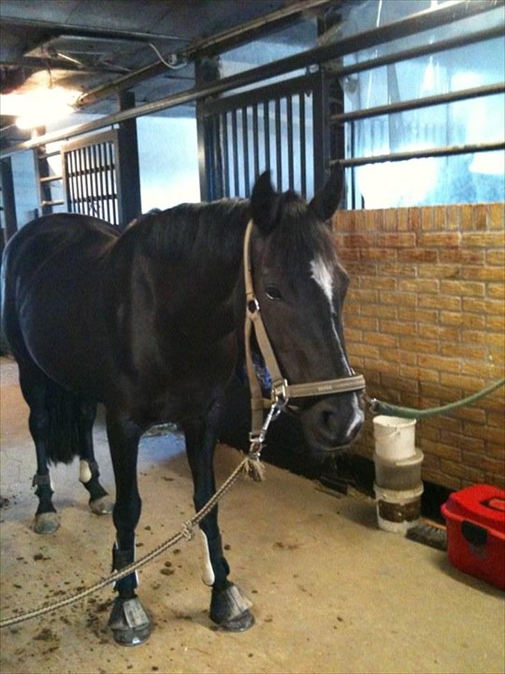 Welsh Cob (sec D) Knockilla Tamara <3 R.I.P - i stalden, se lige lidt dum ud knocki :)  billede 3