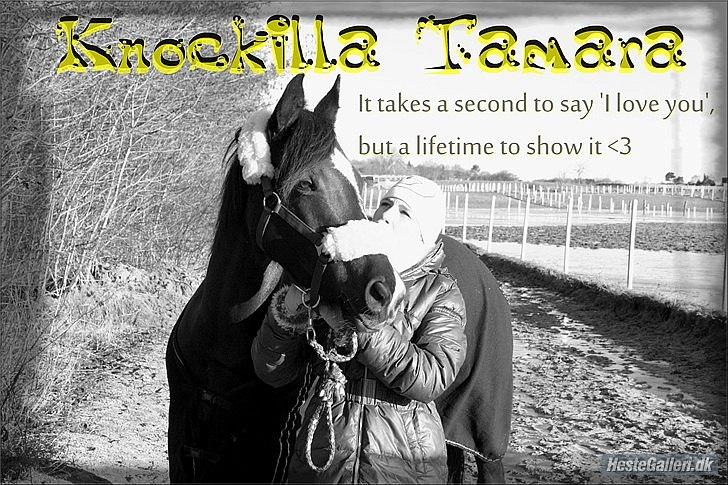 Welsh Cob (sec D) Knockilla Tamara <3 R.I.P - ´jaa.. billede 7