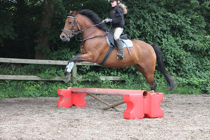 New Forest Golden Flicka Star - Spring-superstar<3 billede 2