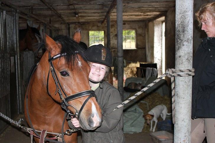 New Forest Golden Flicka Star - Ik' så sært jeg elsker dig. billede 3