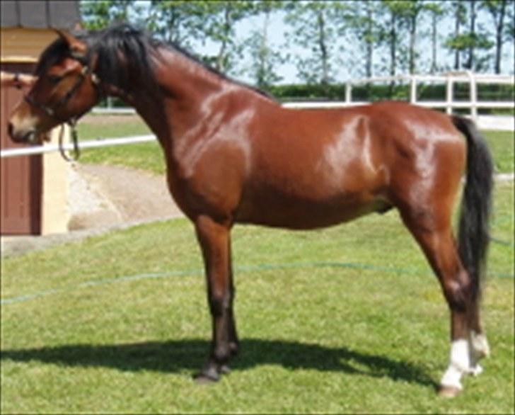 Welsh Pony (sec B) Korreborgs Pinot billede 1