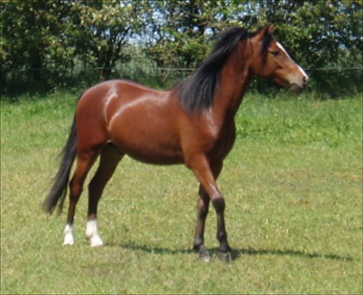 Welsh Pony (sec B) Korreborgs Pinot billede 2