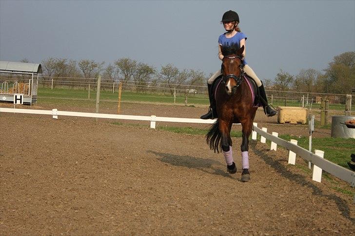 New Forest Golden Flicka Star - UNDERVISNING :D billede 7